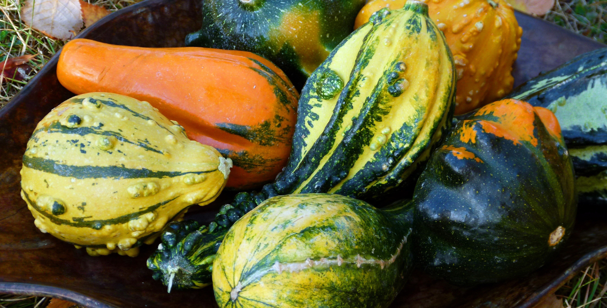 Seizing Squash Season